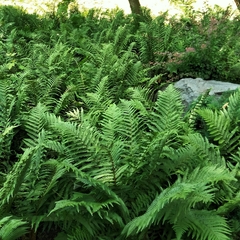 Dryopteris filix-mas