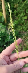 Elymus repens