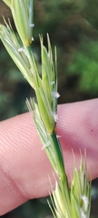 Elymus repens