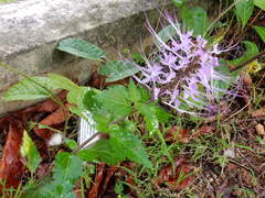 Orthosiphon aristatus