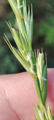 Elymus repens