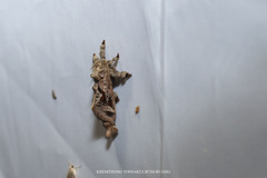 Encaumaptera stigmata