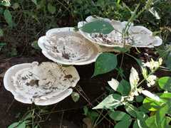Trametes cingulata