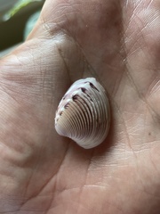 Hysteroconcha lupanaria
