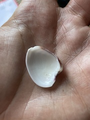 Hysteroconcha lupanaria