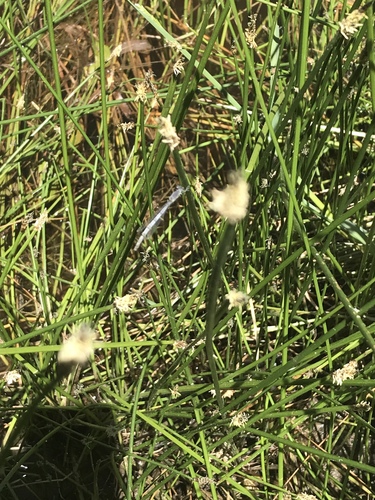 iNaturalist observation photo of Western Forktail
