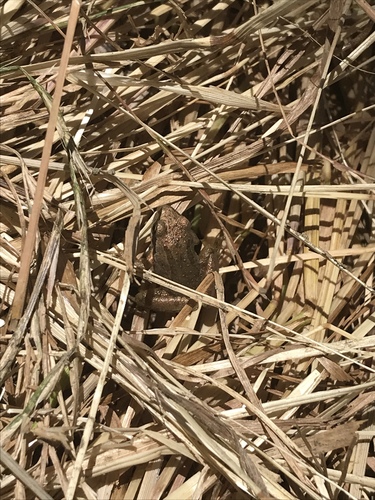 iNaturalist observation photo of Pacific chorus frog