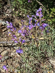 Penstemon azureus