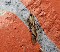 Stericta