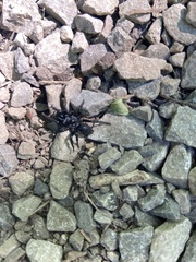 Sphodros