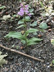 Platanthera psycodes