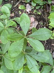 Rhododendron viscosum