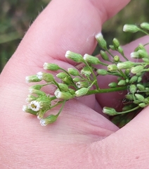 Erigeron canadensis