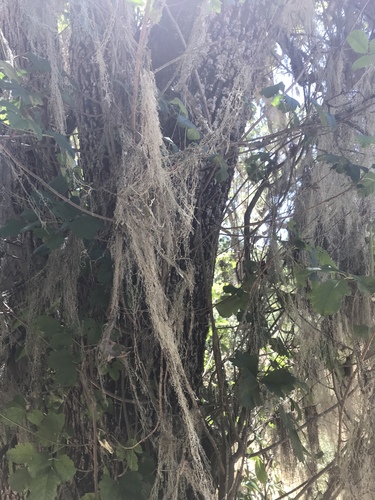 iNaturalist observation photo of lace lichen
