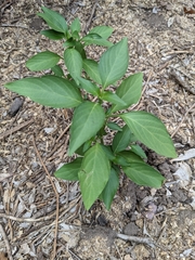 Dicliptera sexangularis