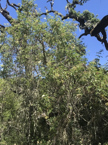 iNaturalist observation photo of blue elder