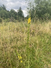 Agrimonia eupatoria
