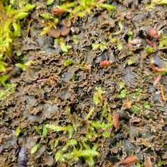 Peltigera elisabethae