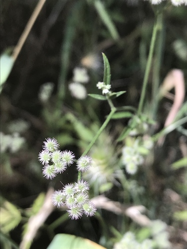 iNaturalist observation photo of common hedge parsley