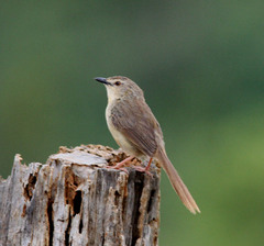 Prinia polychroa