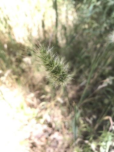 iNaturalist observation photo of bristly dogtail grass