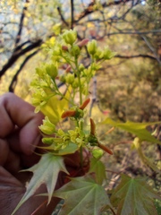 Acer cappadocicum