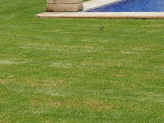 Motacilla cinerea cinerea