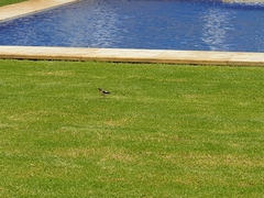 Motacilla cinerea cinerea