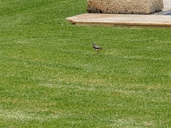 Motacilla cinerea cinerea