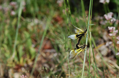 Libelloides baeticus