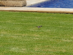 Motacilla cinerea cinerea