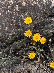Arnica nevadensis