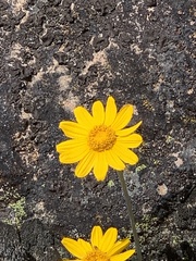Arnica nevadensis