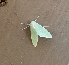 Chlorosea banksaria
