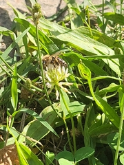 Apis mellifera