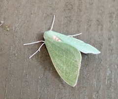Chlorosea banksaria