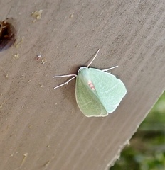 Chlorosea banksaria