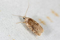 Agonopterix curvilineella