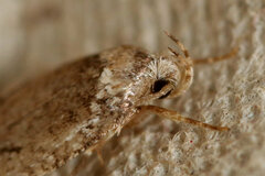 Agonopterix curvilineella