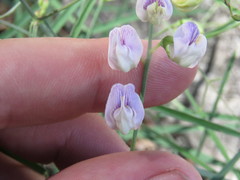 Lathyrus graminifolius