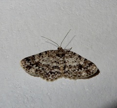 Myrioblephara