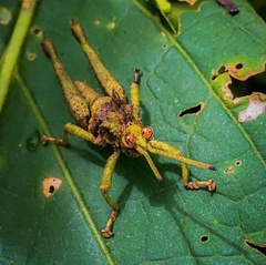 Pycnosarcus atavus
