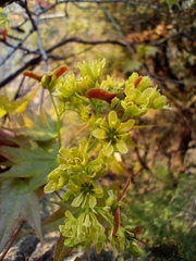 Acer cappadocicum