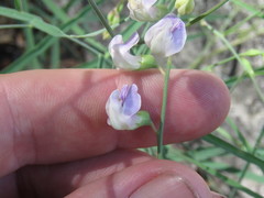 Lathyrus graminifolius