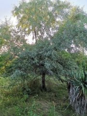 Elaeagnus angustifolia