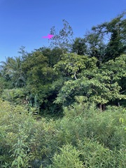 Paragomphus balneorum