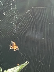 Araneus diadematus