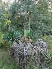 Yucca gloriosa tristis