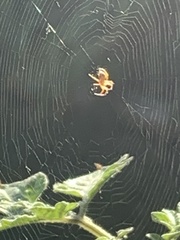 Araneus diadematus