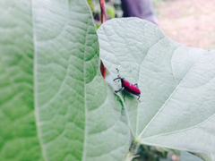 Rhodobaenus